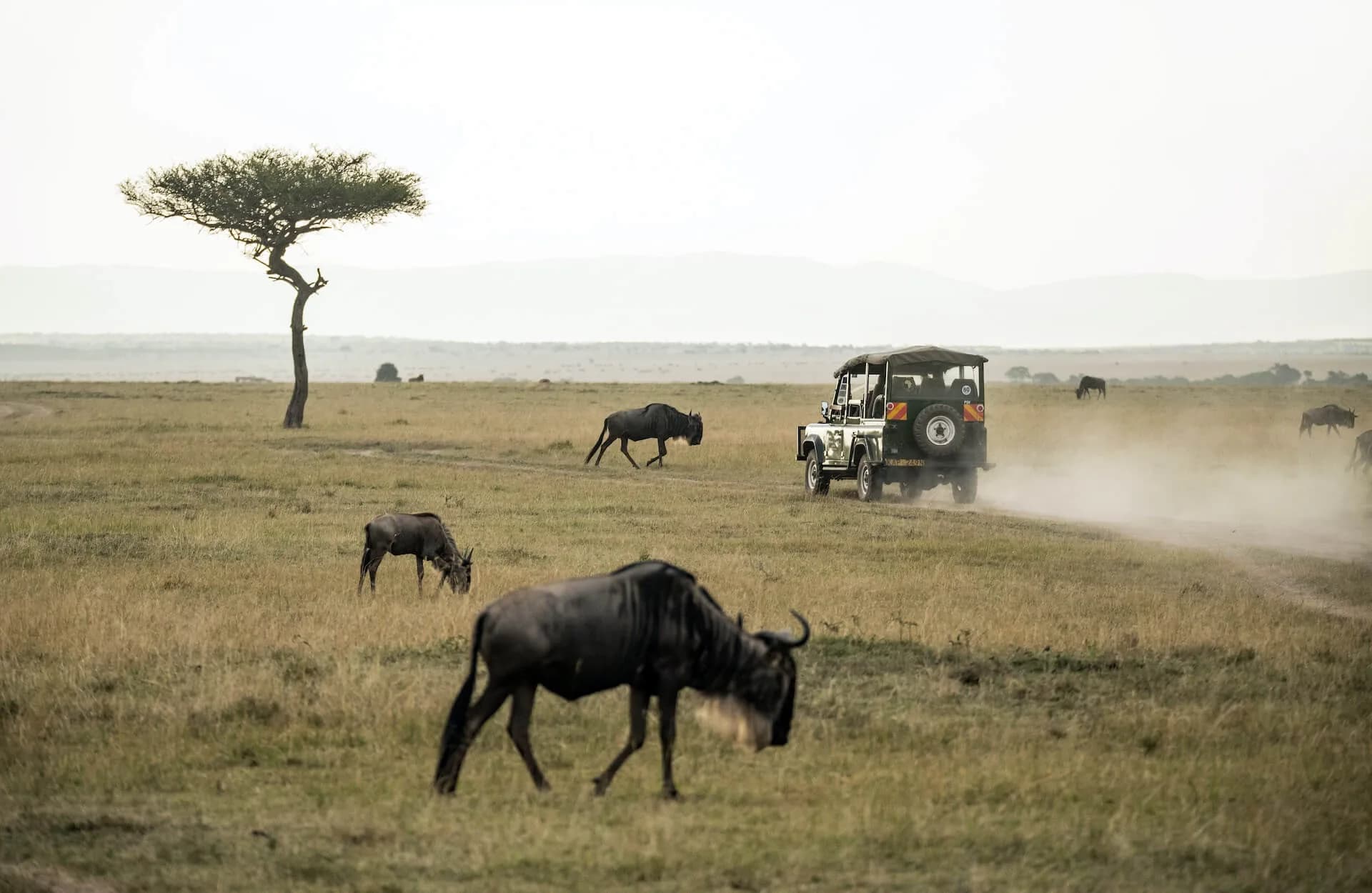 Elephants crossing the savannah on an African safari