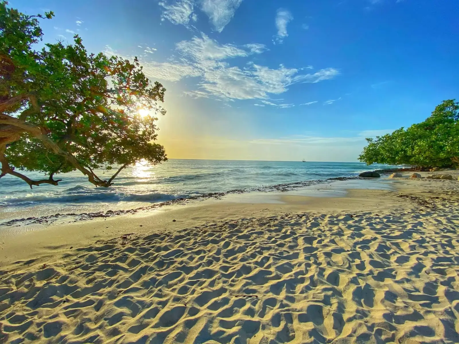 Divi-divi tree on a white sand beach in Aruba