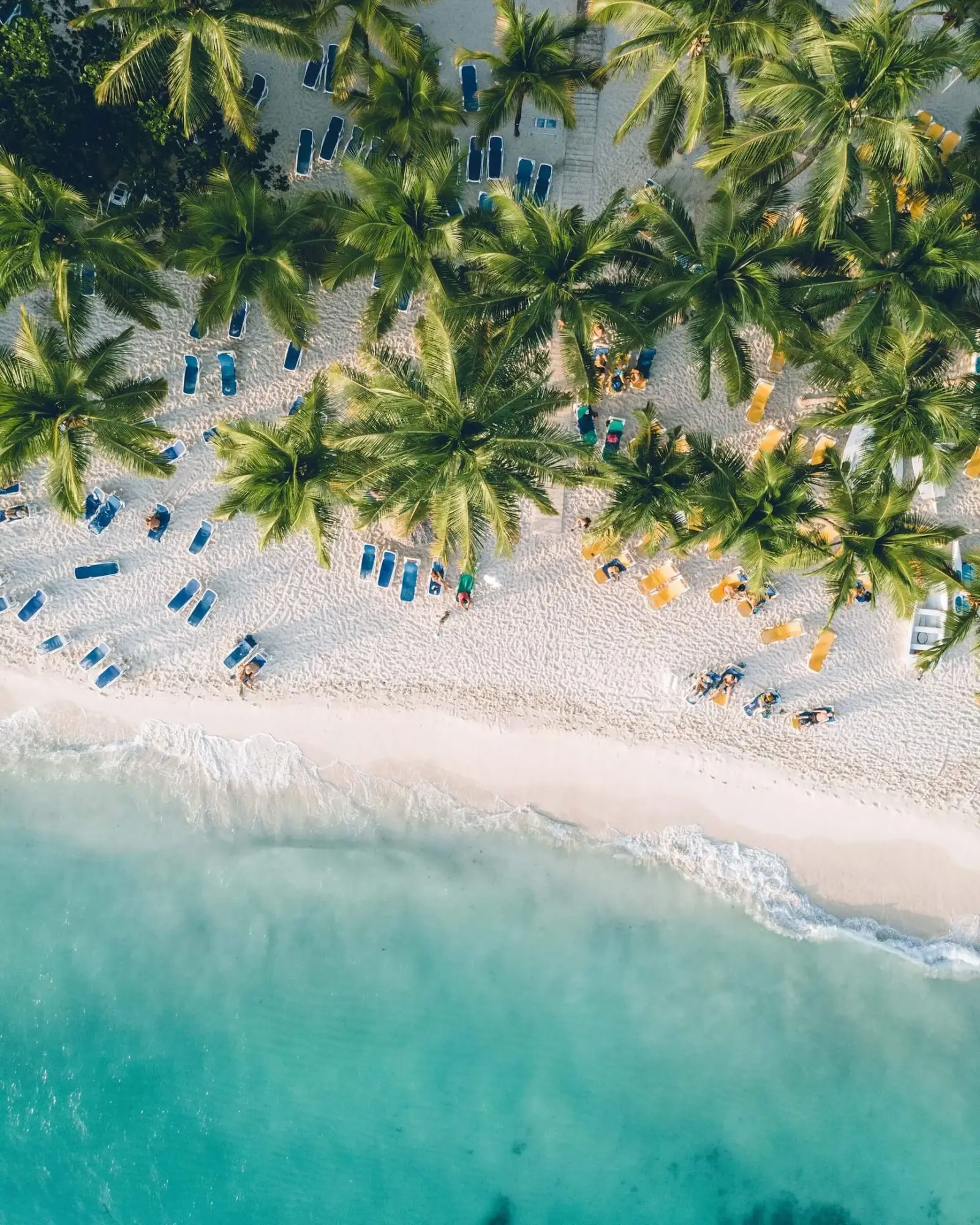 White-sand beach with swaying palms in the Dominican Republic
