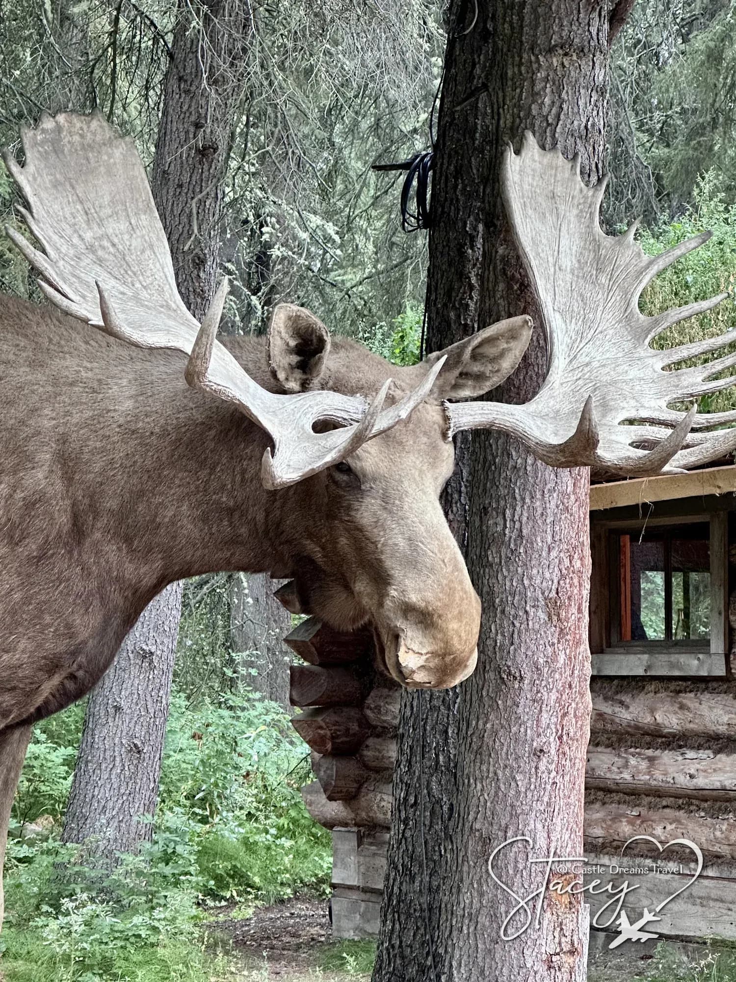 A bull moose with full antlers standing beside a log building in Alaska
