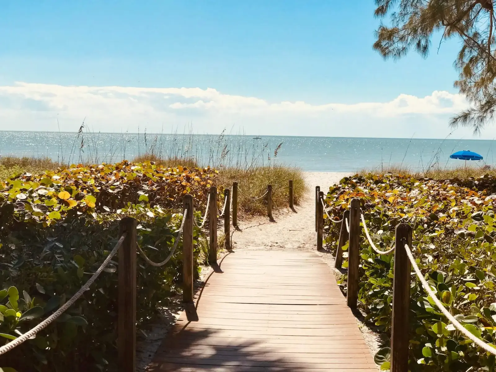 Boardwalk path through sea grapes leading to the beach on Sanibel Island